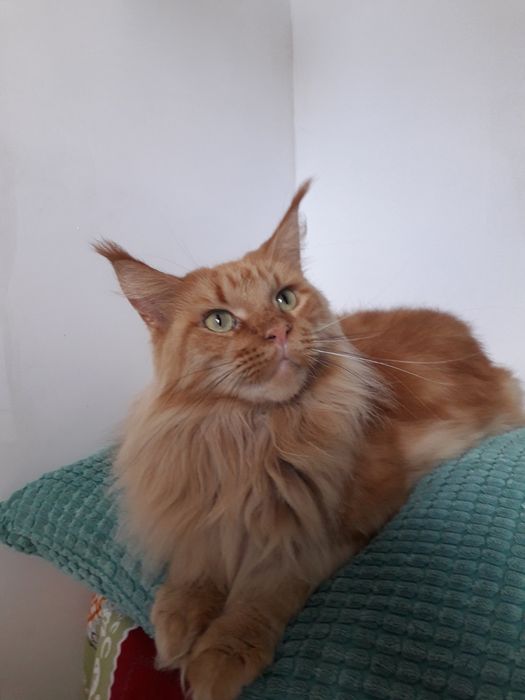 Котик Мейнкун...