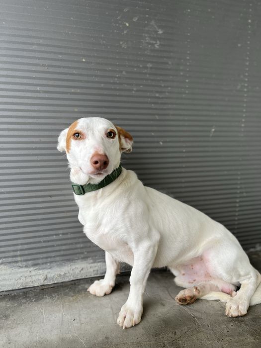 Benji- Para Adoção Responsável!