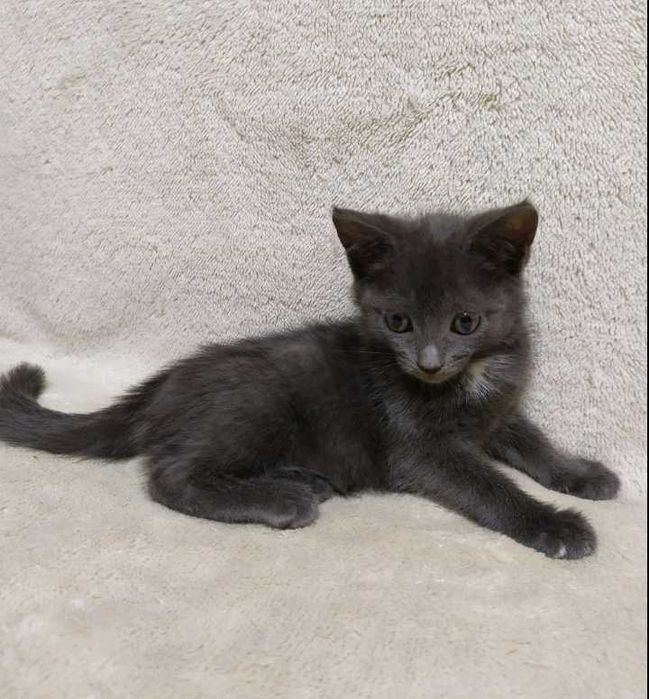 Безкоштовно в добрі руки