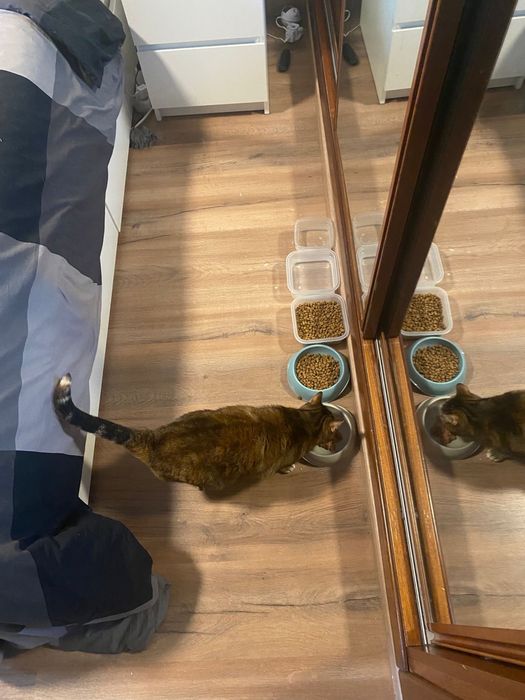 Pet sitting acessível cascais: estadias, visitas, passeios e pet táxi.