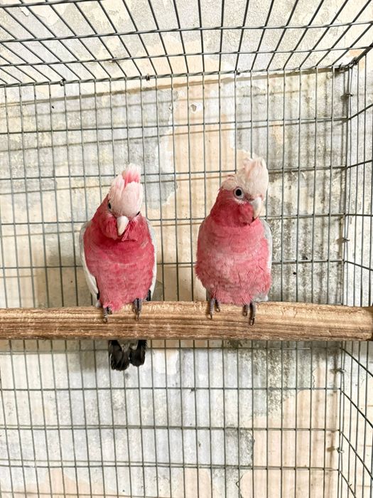 Cacatuas Galah 2026