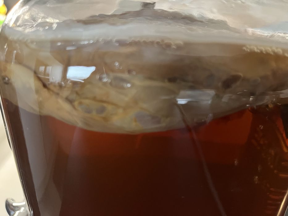 Scoby Caseiro Kombucha