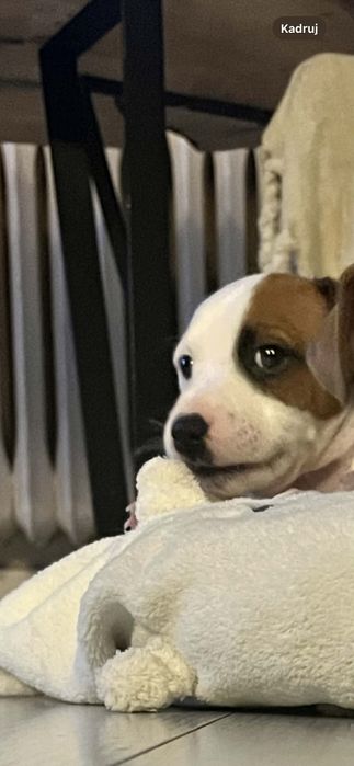 Jack russell terrier