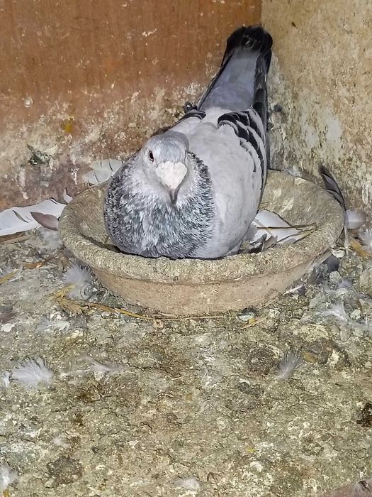 Sprzedam gołębie różnych ras