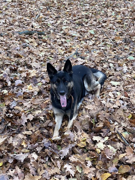 Шукаєм хлопчика німецької вівчарки для вязки