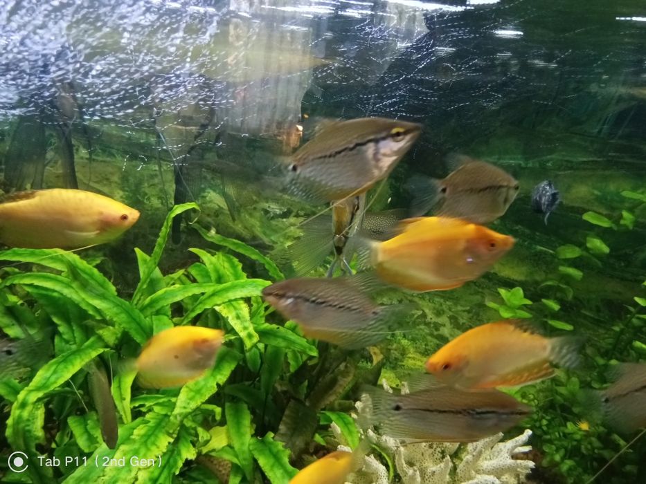 Продам гурами молодняк