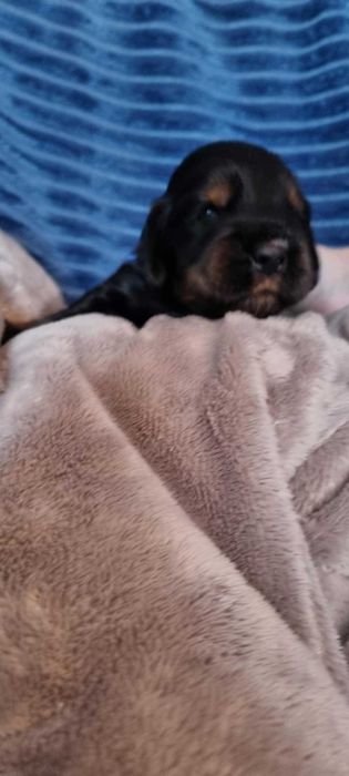 English Cocker Spaniel Puppies Available ( Holly's Angel's FCI ...