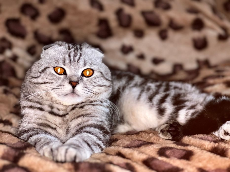 Шотландец вислоухий