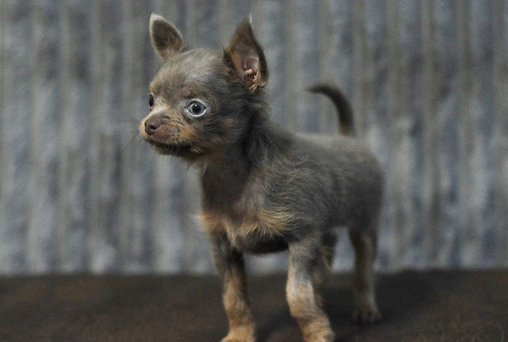 Мальчик той терьер