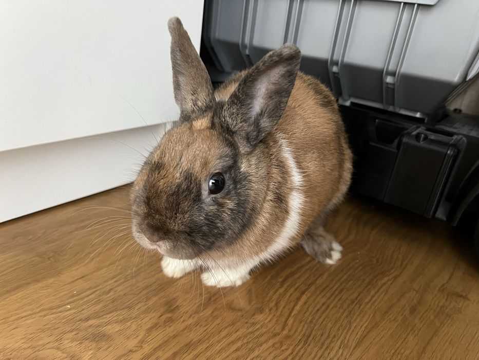 mini królik z dużą klatką sprzedam królika i z wyposażeniem