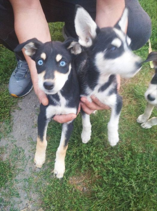 Віддам цуценят в добрі руки 
Проглищені, блохи травлені.
Мама чистокр