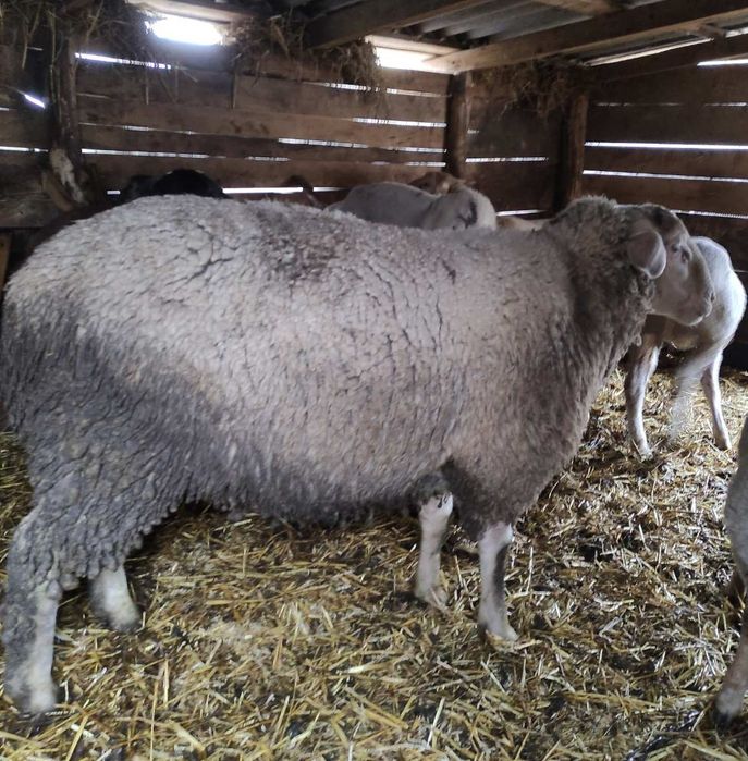 Продам барана мириноланшафта!