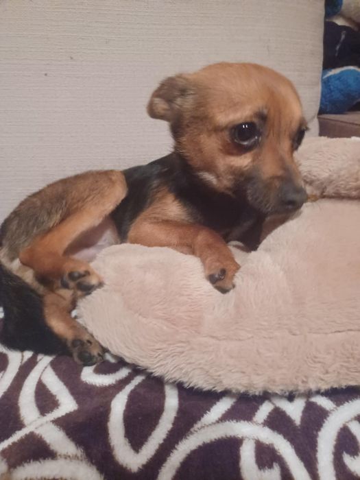 Caozinho com 9 mesinhos para adopção