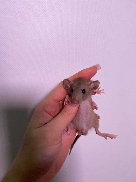 Щурики ручні, пацючки домашні породисті