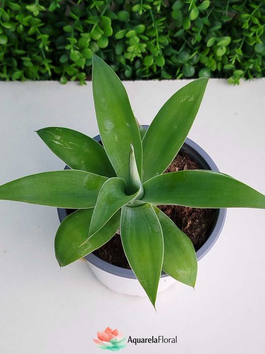 Plantas, suculentas