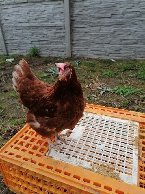 Ferma Drobiu specjalizuje się w Hodowli Kur , posiadamy potężne odchow