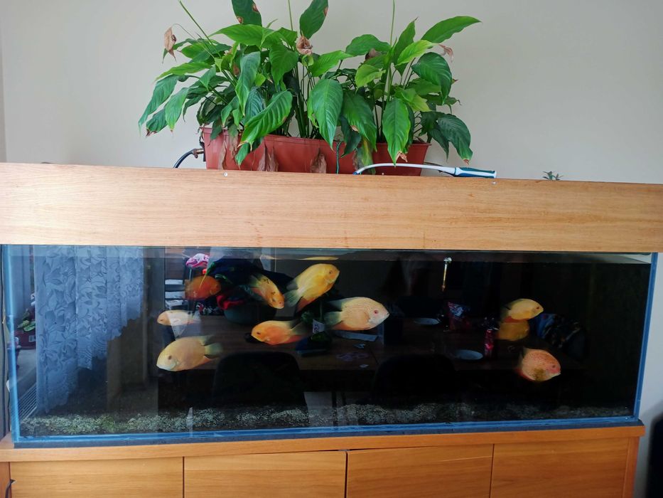 Akwarium - całość