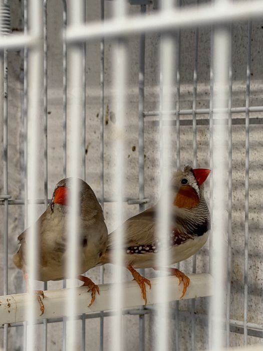 Para ceder aves de boa saude