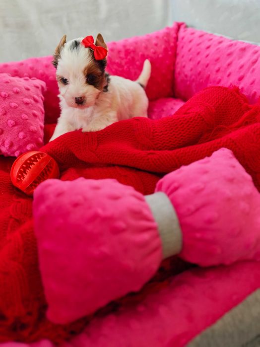 York śliczna suczka miniaturka Yorshire terrier o unikatowym umaszczeniu