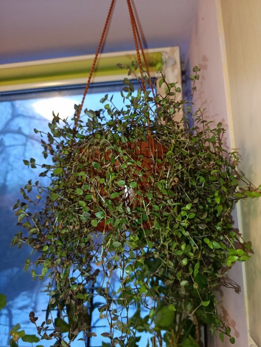 Калізія апмельна кімнатна