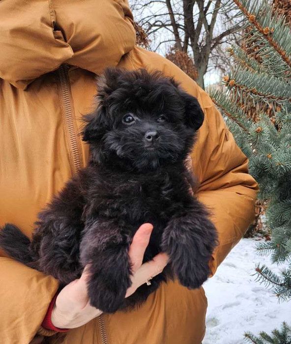 Teddy bear плюшка шпіцпу- хутрова кралечка з Києва