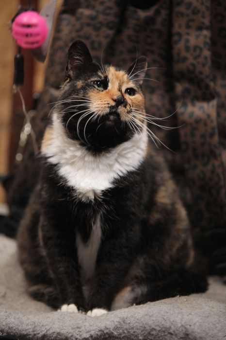 Кошечка Ромашка из приюта бесплатно