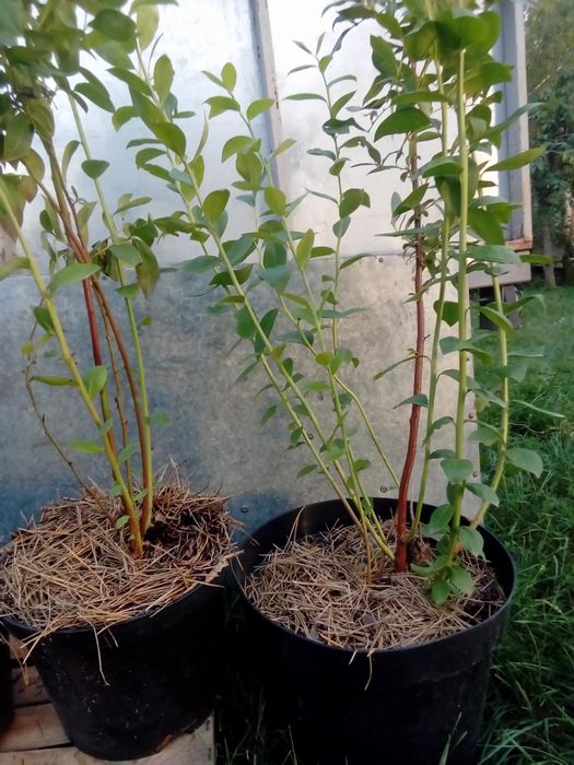 Продам саджанці  голубіки ( лохини )