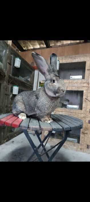 Olbrzym belgijski samce