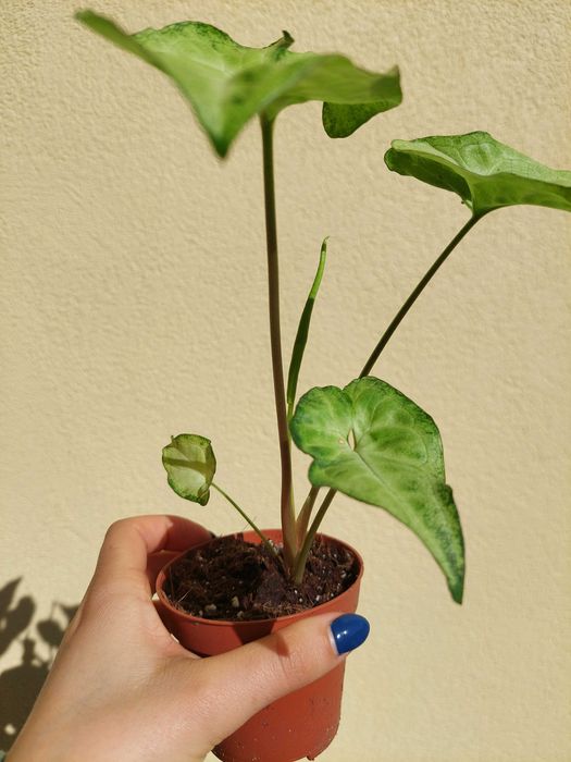 Planta Syngonium White Butterfly