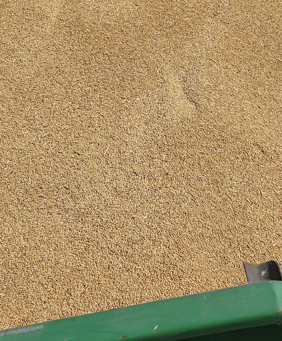 jęczmień Belkanto  konsumpcyjny paszowy opał pellet