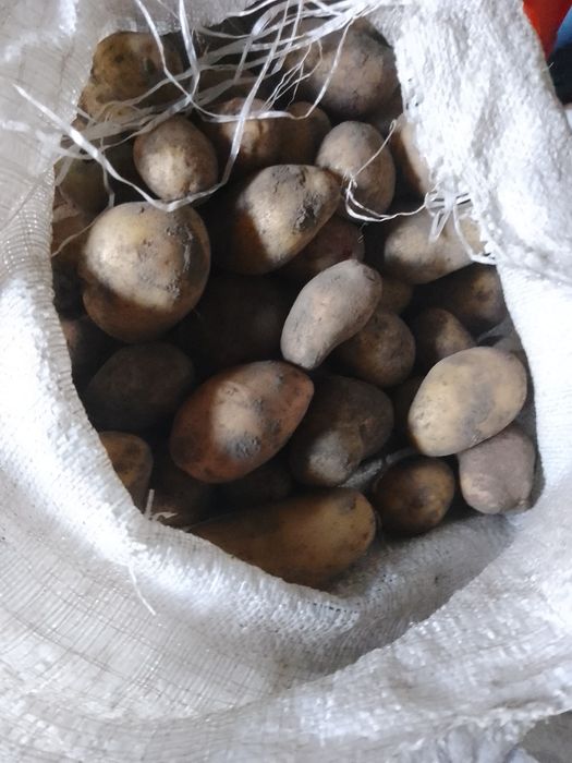 Картопля,бульба дрібна  фуражна і груба.