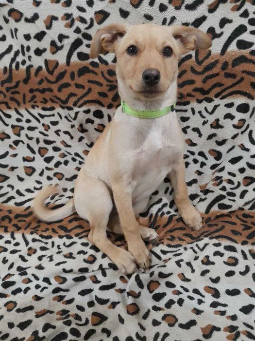 Ванєчка для доброго хазяїна