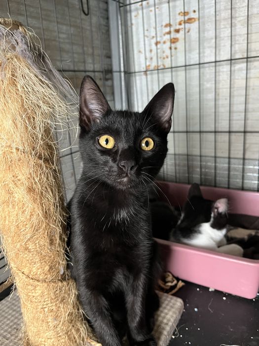Mogli- Gatinho bebé para Adoção!