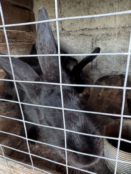 Продам кроликів домашніх