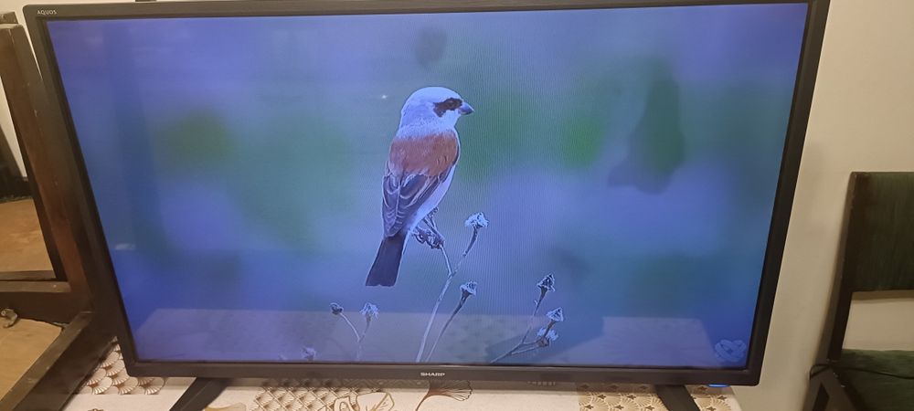 Telewizor Sharp 32 cali