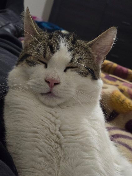 Kot szuka domu kociak do adopcji