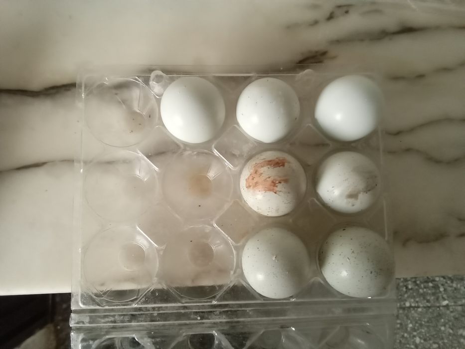 Vendo ovos de codorniz para comer e incubação