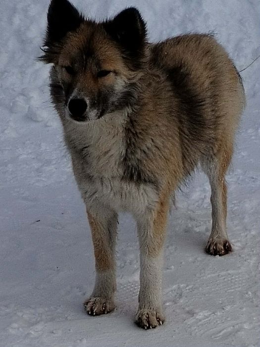 Шукаю дім для Лісуні