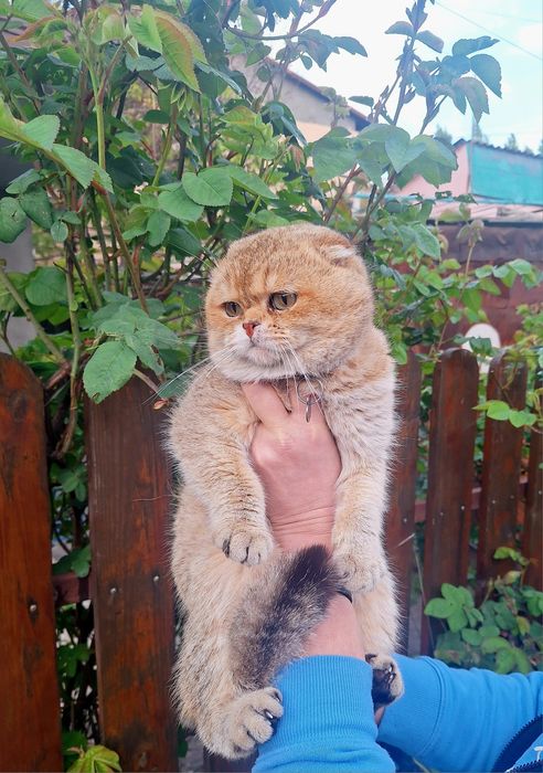Мимишный золотой мальчик