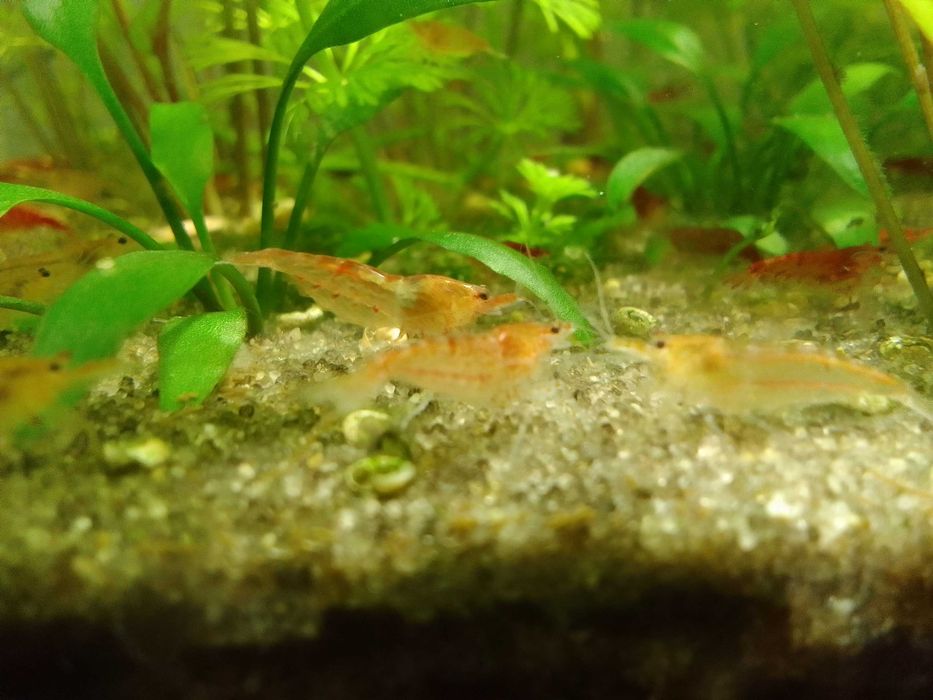 krewetki Neocaridina Bloody Mary -poselekcyjne