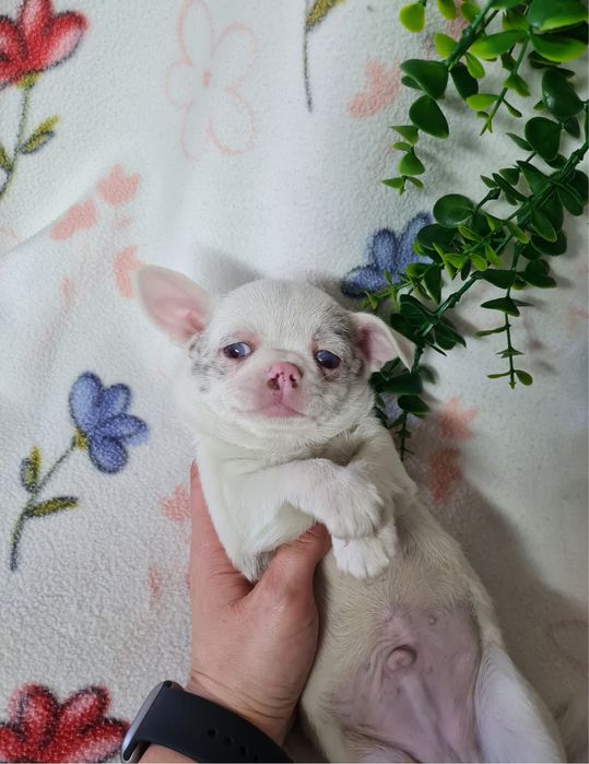 Excelente mini menino Chihuahua/Chiuaua de Qualidade, Linhagem Russa