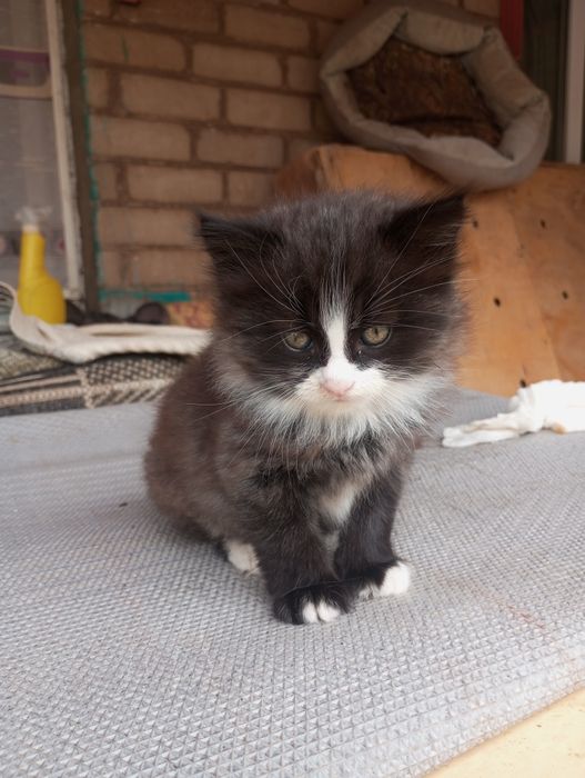 Маленький котик-муркотик