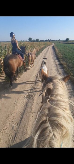 Sprzedam klacz zimnokwistą