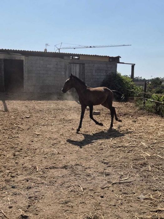 Poldro  Lusitano