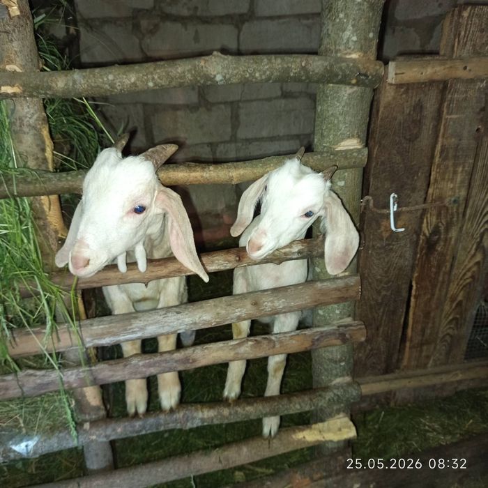 Продам козлят козенят козочкі
