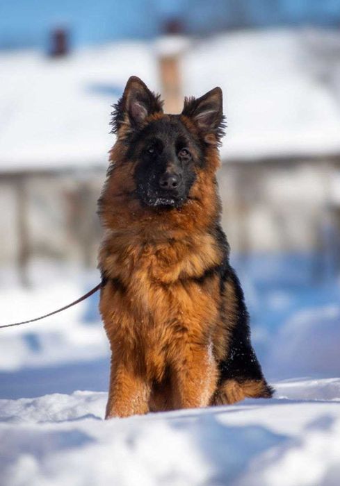 Німецька вівчарка, довгошерстний хлопчик. Документи КСУ.