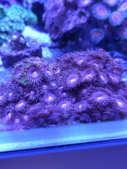 Zoanthus Purple Bee koralowiec miekki