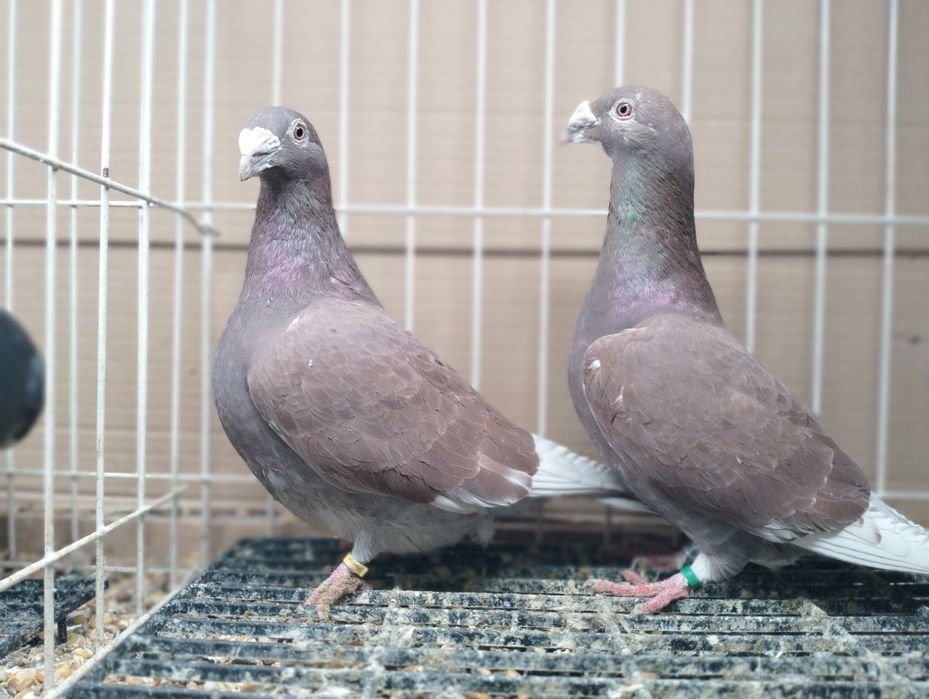 Gołębie Staropolskie