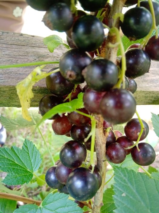 Агрус червоний та Смородина чорна, порічка червона і біла, саджанці