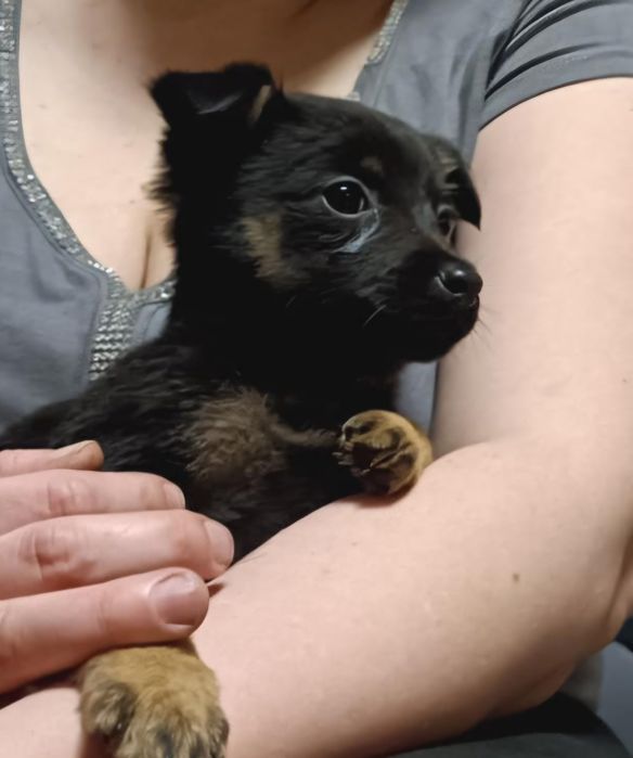 Oddam szczeniaki w dobre ręce